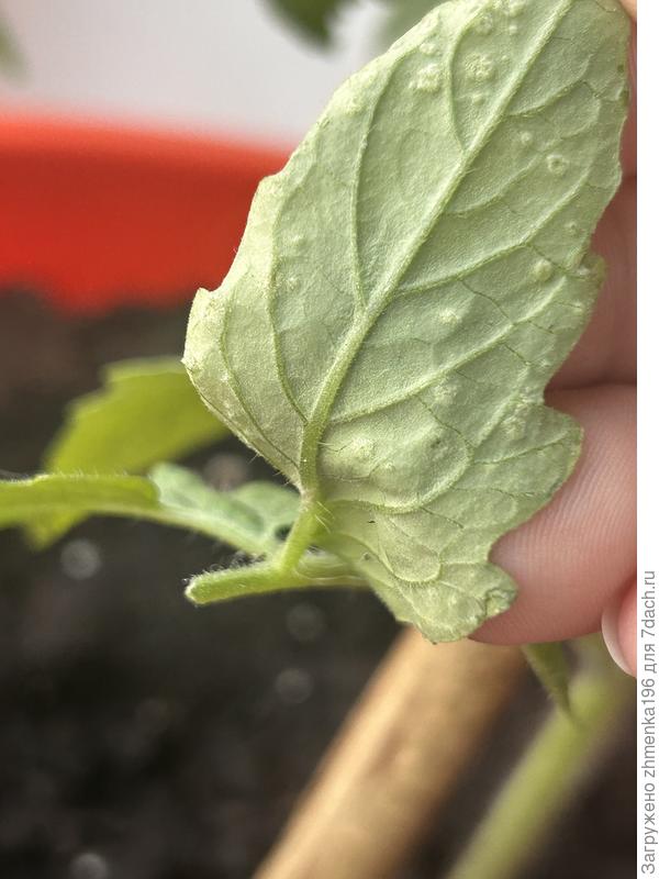 Лист томата с пупырками на другой стороне