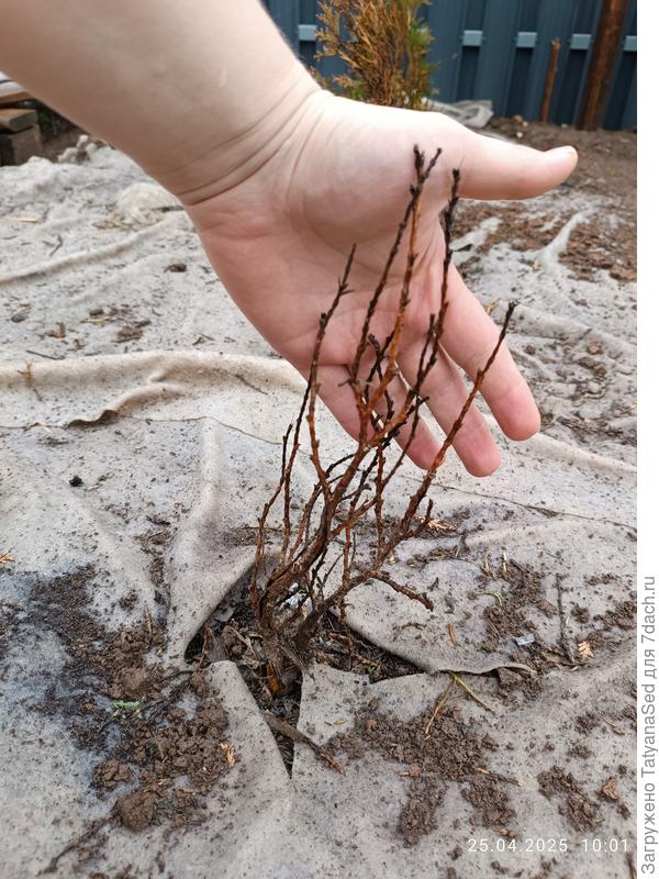 Туя смарагд (самая поврежденная)