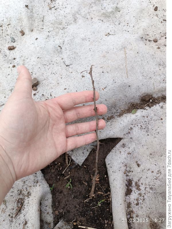 Барбарис тунберга