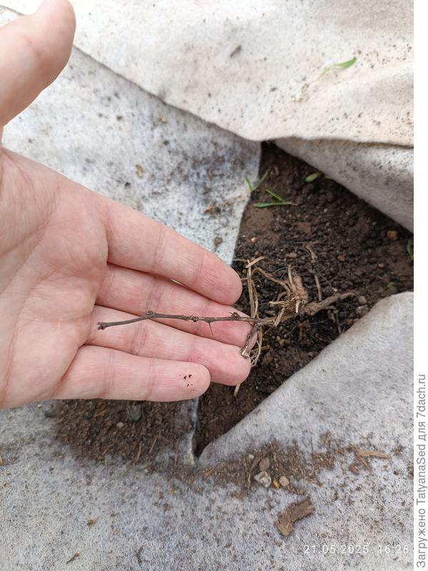 Барбарис орлекин