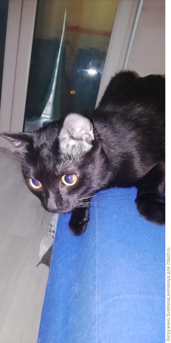 Кот учёный!