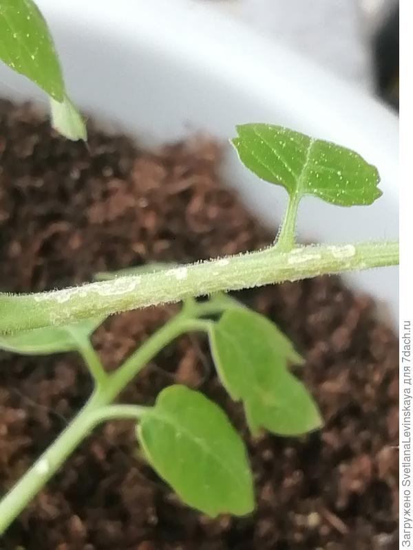 На черешке листа