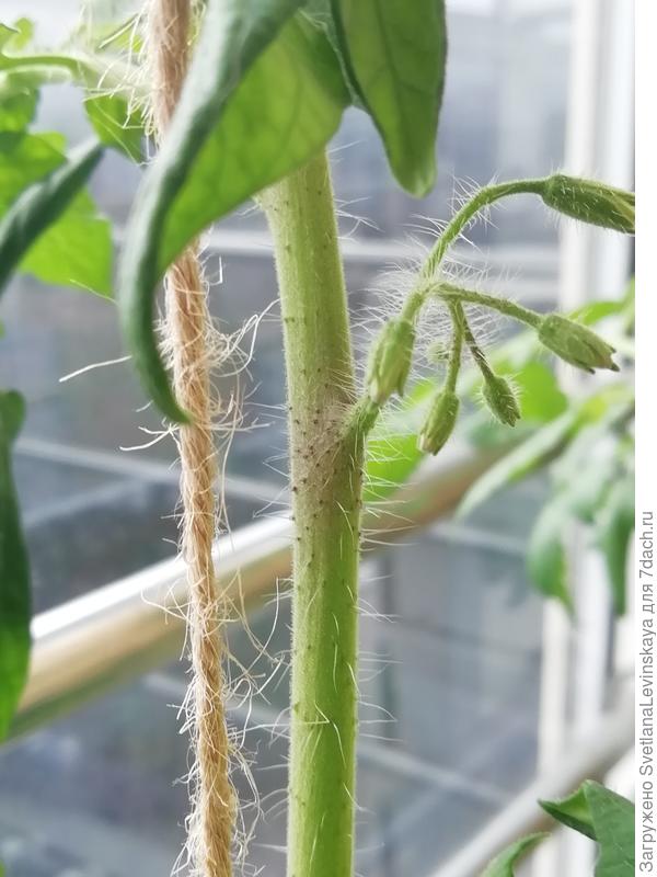 Жирный антоциановый Чёрный дракон