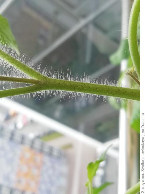 Черри из магазина