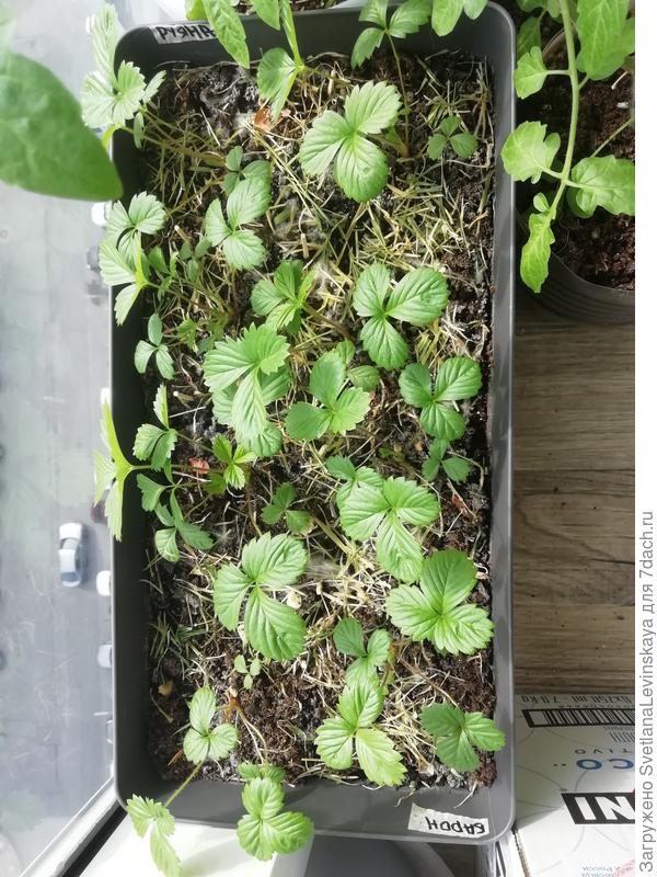 Кустики в контейнере.