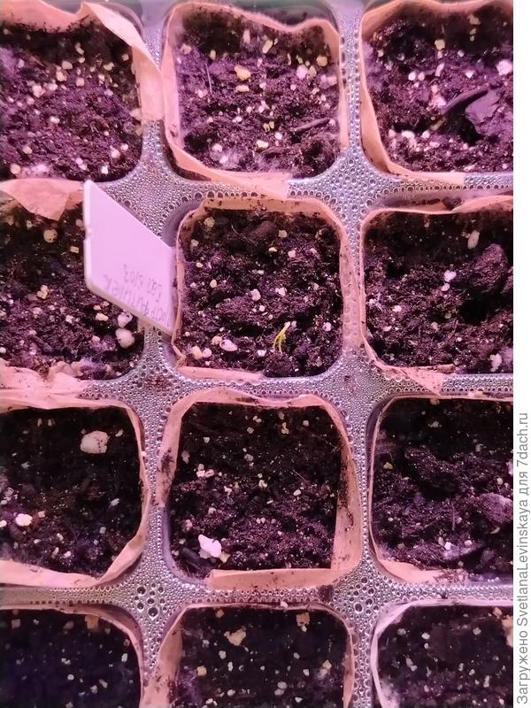 Острый перчик &amp;quot;Фитилек&amp;quot;. Посев 5 марта.