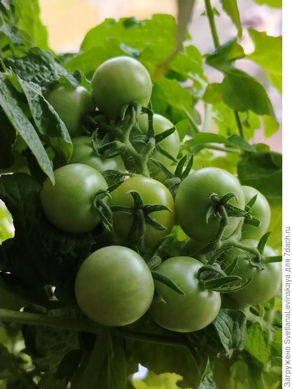 Синичка. Даже под некоторые веточки пришлось подпорки ставить.