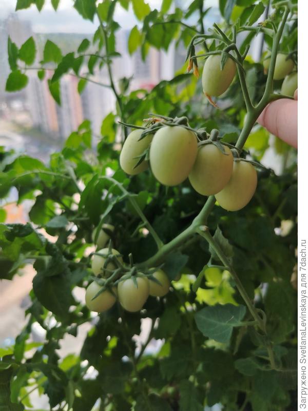 Это розовая жемчужина. Которая тоже в описании заявлена до 30 см, но была выше раза в два. Хотя в ампельном варианте ей наверное было бы комфортнее. Побеги тонкие и эластичные.