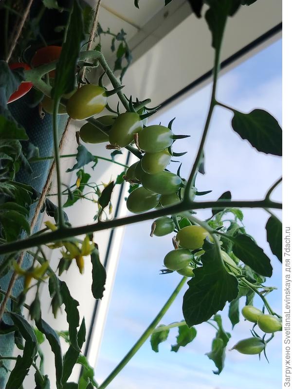 Это из покупных черриков. Индеты. В кистях ровное количество плодов. Вот не помню сколько точно. Вроде 16.  Я бы в теплицу их засунула точно, на балконе им места маловато.