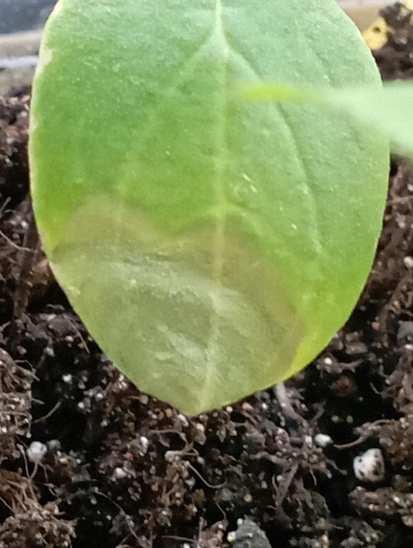 Листья огурцов.