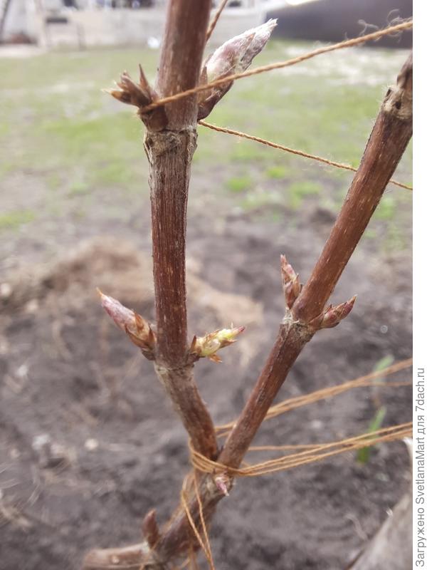 Вейгела Бристоль Руби