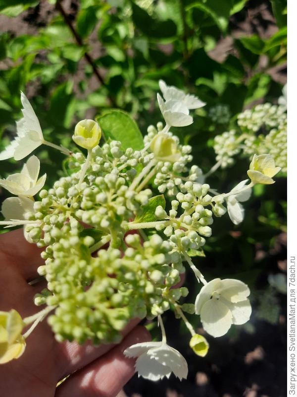 Цветки метельчатой гортензии