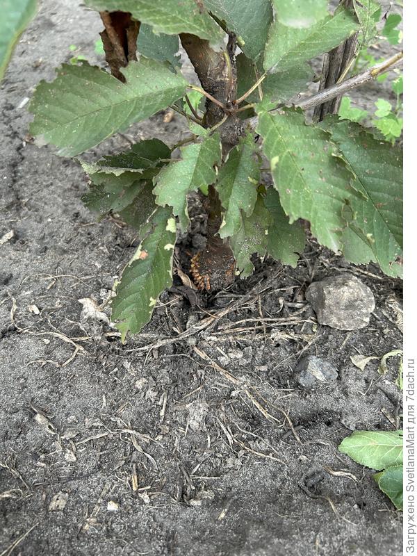 Кто-то объедает листья черешни🧐