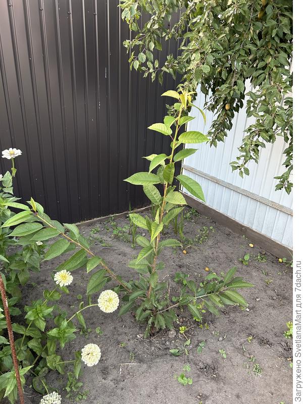 Молодая черешня