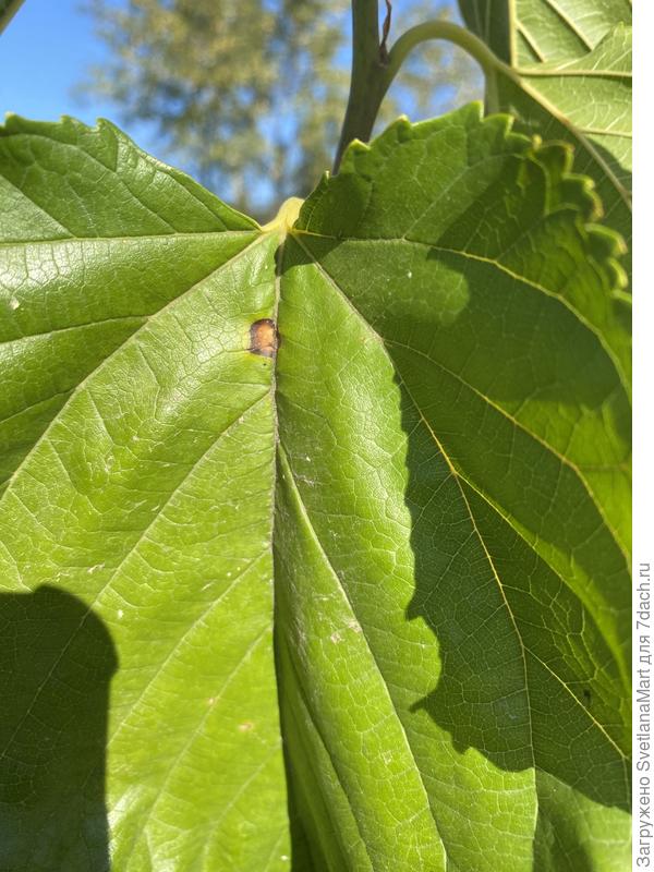 Пятнистость шелковицы