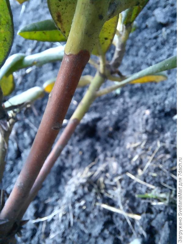 Побег рододендрона