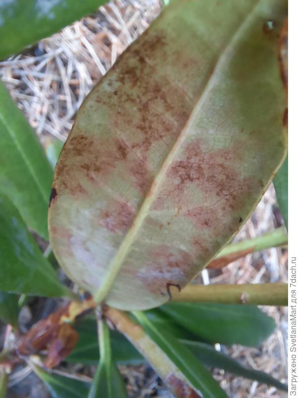 Фото обратной стороны листа рододендрона. Весной.