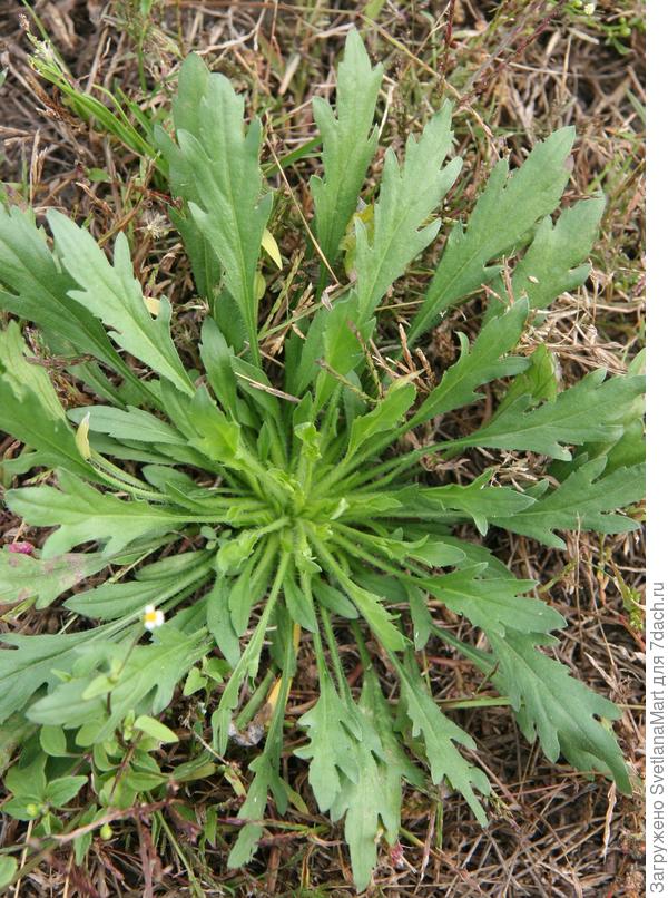 Мелколепестник канадский (сорняк)