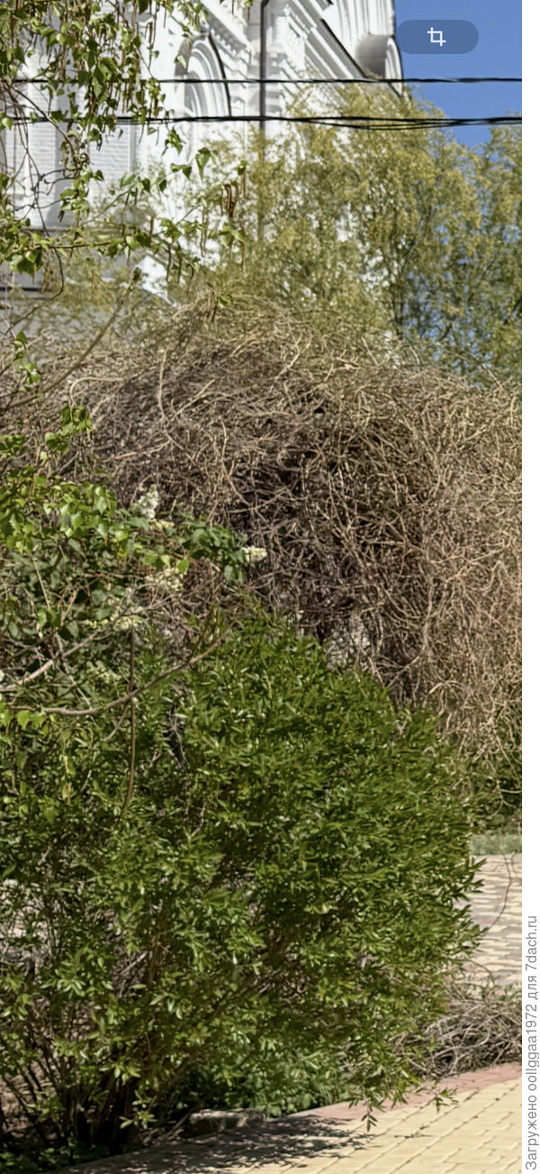 На заднем плане , видны голые плети этого растения. Может это поможет?