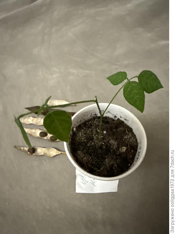 То что выросло из бобов