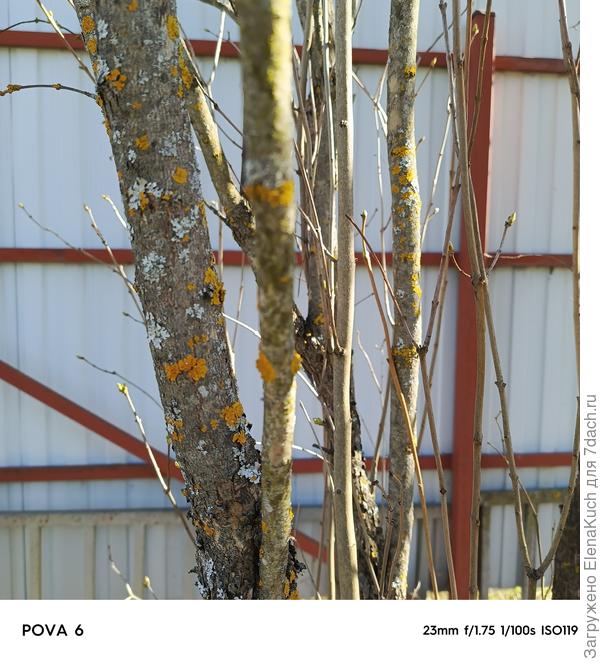 Поражены стволы деревьев ( плодовые, сирень, рябина). Зараза распространяется на кустарники