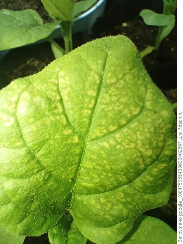 Макро фото пятна на листе рассады баклажана