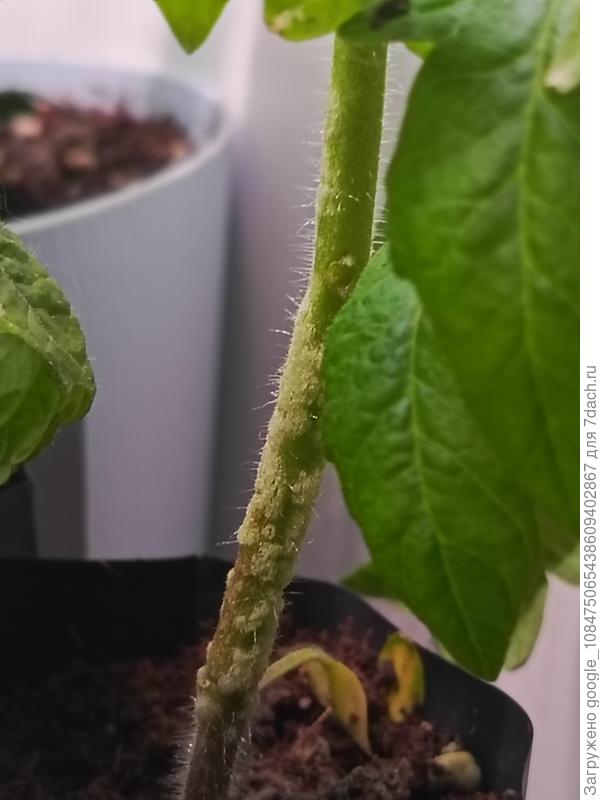 Ствол рассады томатов