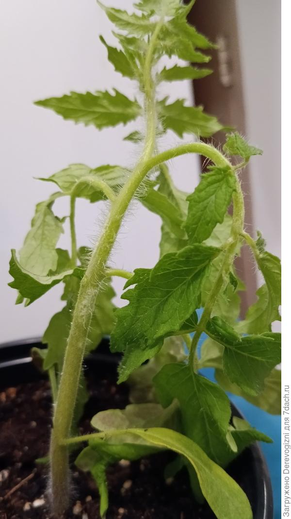 Рассада помидор