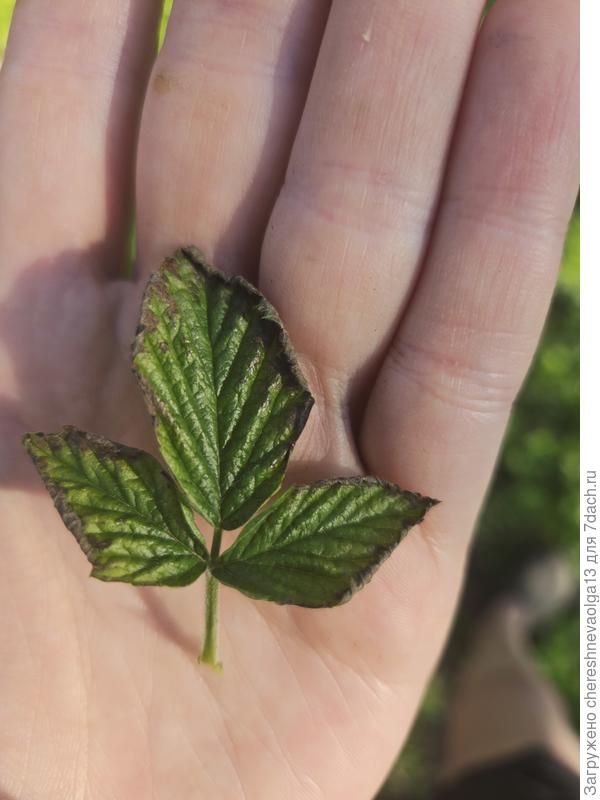 Малина