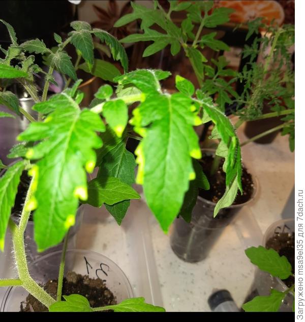 Вот такие у других листики