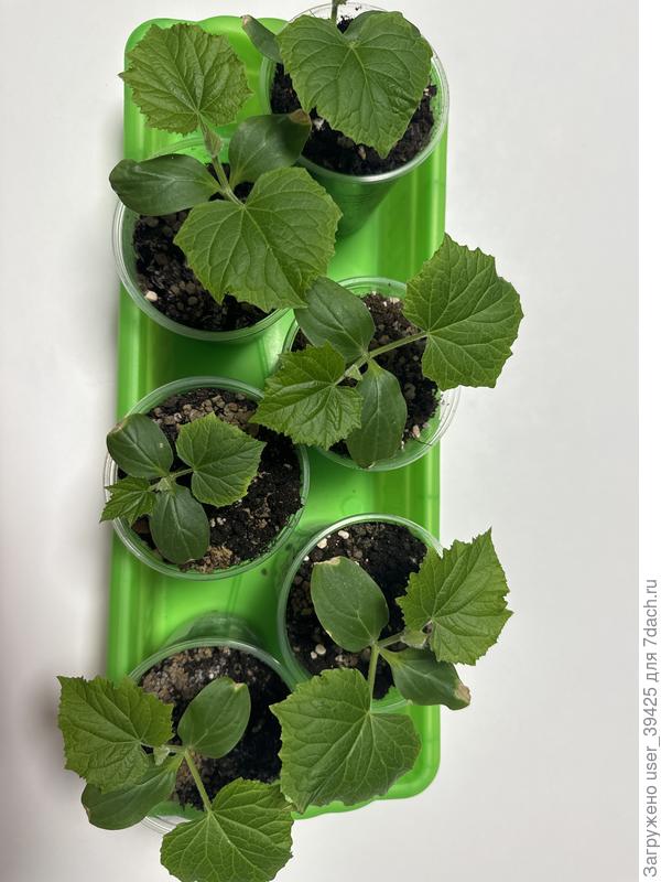 Один сорт вообще можно сказать зелененький