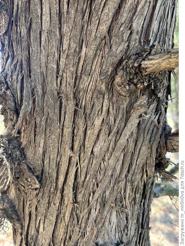 фото ствола