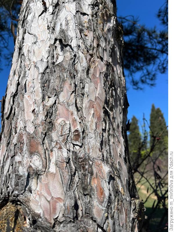 фото ствола