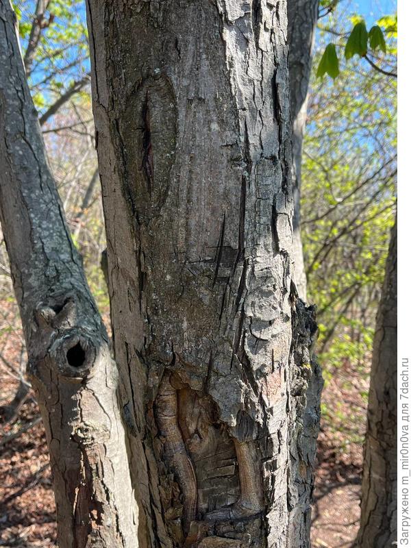 фото ствола