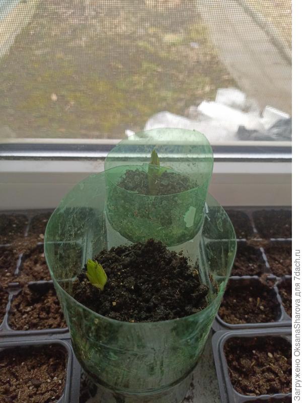 Проросшая лилия в бутылке