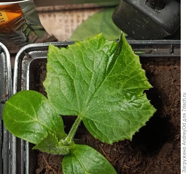 растение целиком