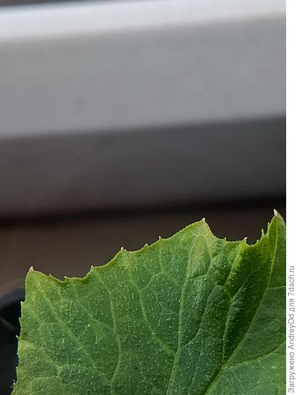 Пожелтение листа