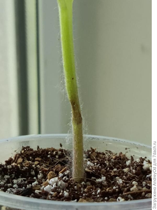 Поврежденный стебель