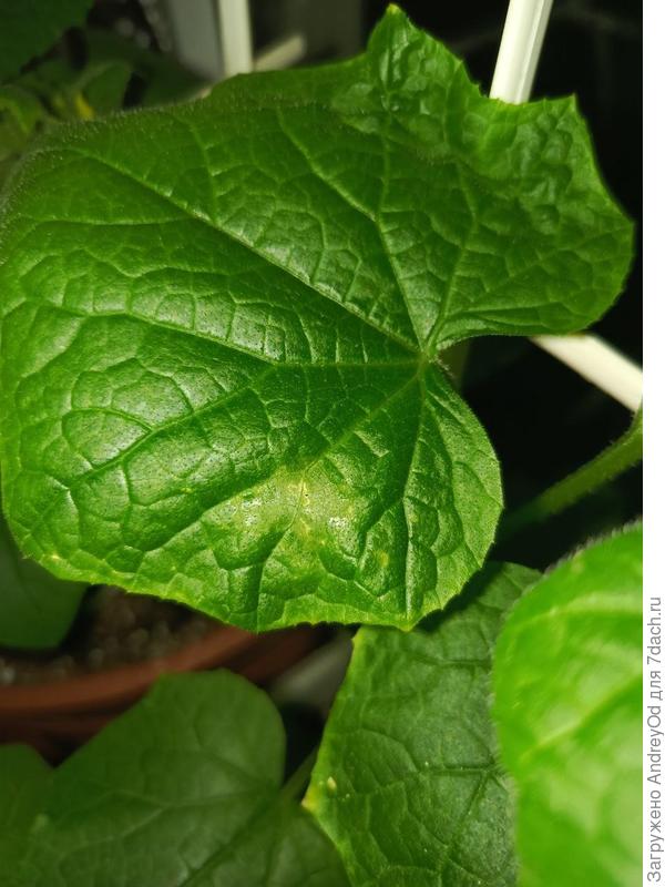 Непонятное бледное пятно