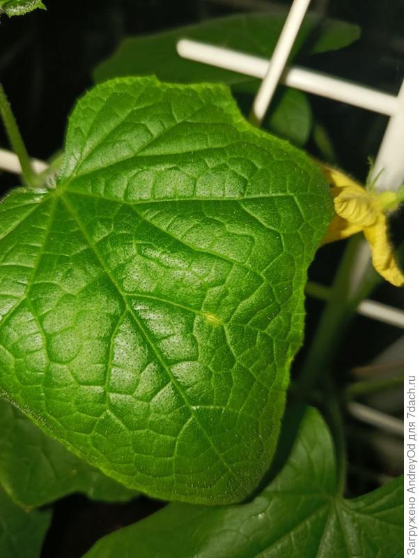 Желтое пятно перешедшее на следующий лист