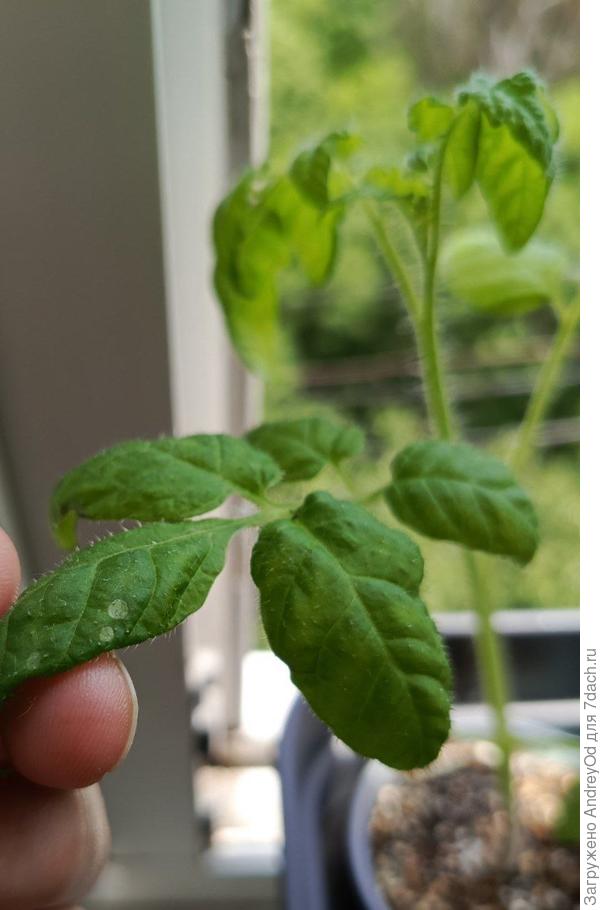 Пятна на листьях