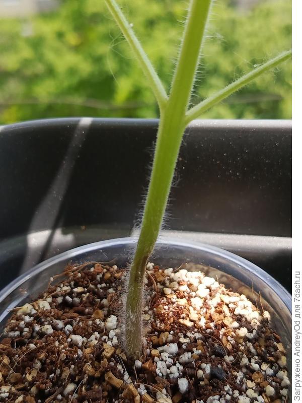 Другой ракурс