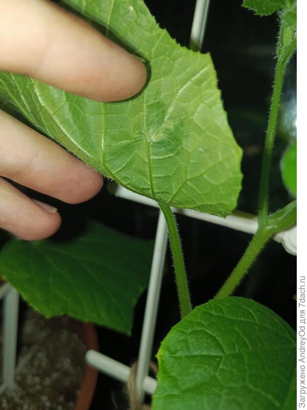 Мокнущие пятна