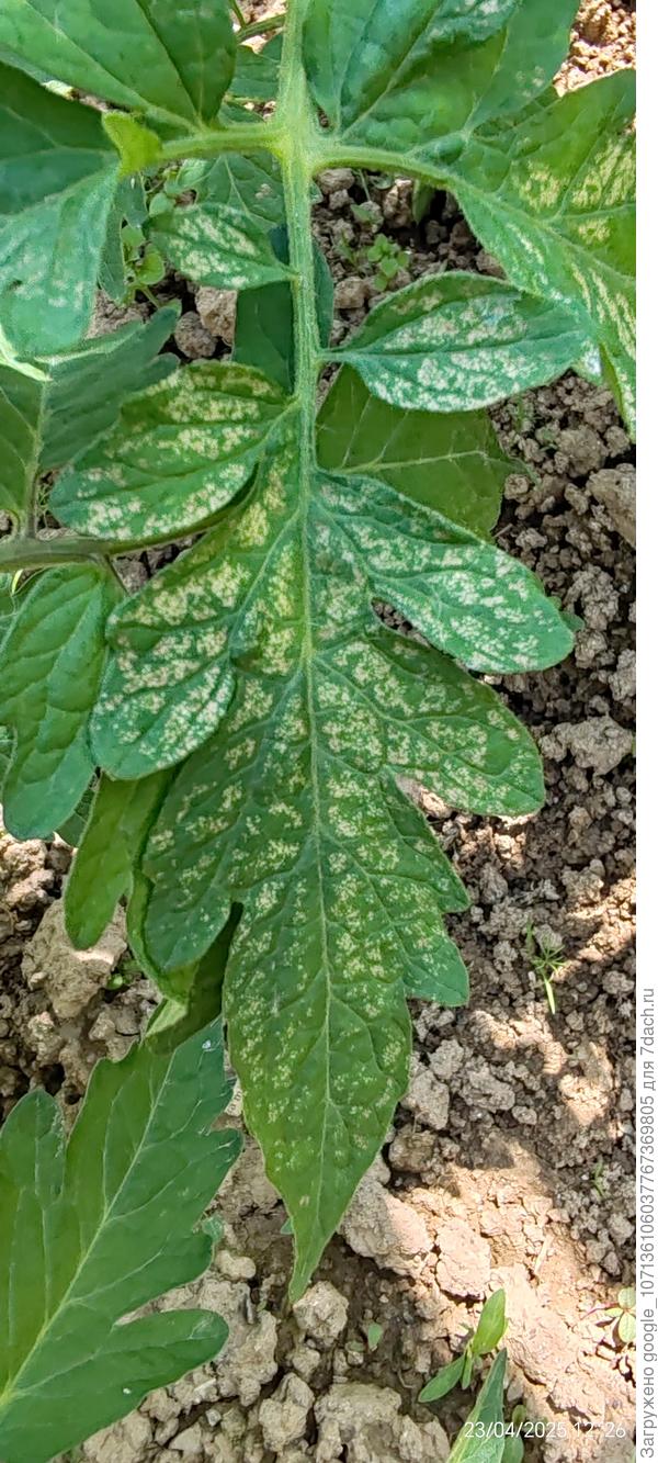 Лист томата