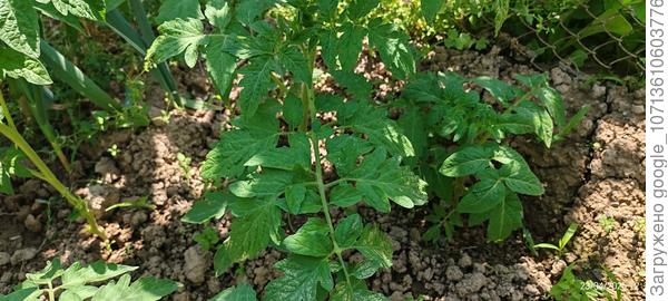 Лист томата