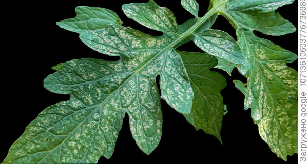 Лист томата