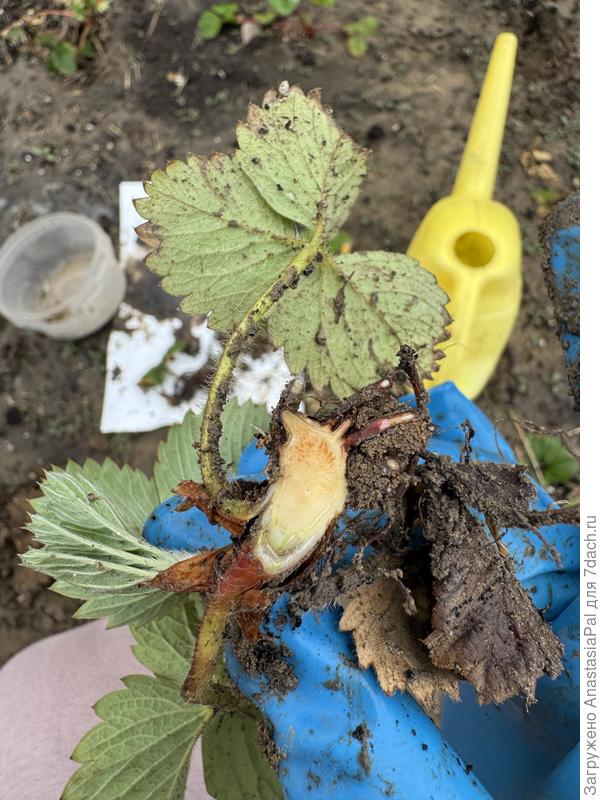 Сердцевина корня клубники