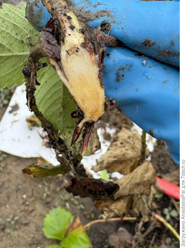 Сердцевина корня клубники