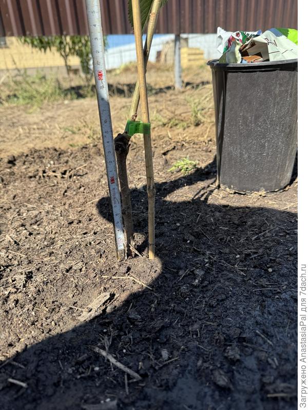 Саженец черешни и уровень прививки