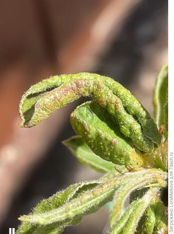 Скрученные листья